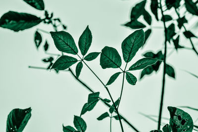 Low angle view of leaves on plant