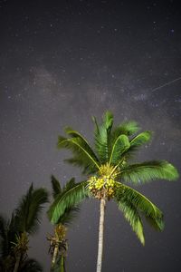 Palm tree against sky at night