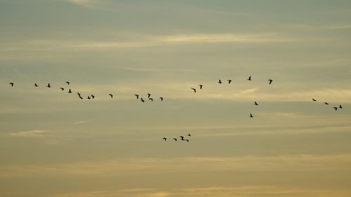 Low angle view of silhouette birds flying against sky