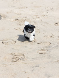 Havanese puppy