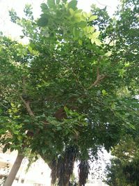 Low angle view of fruits hanging on tree