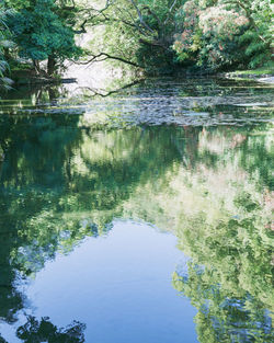 Reflection of trees in lake