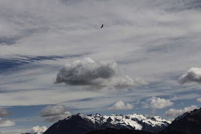 Low angle view of bird flying in sky