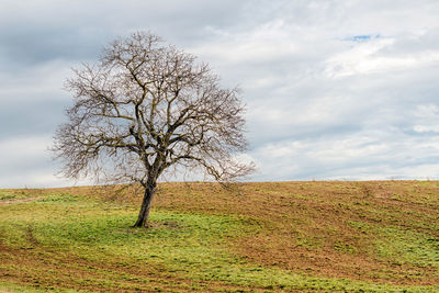 Alone tree in a field