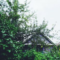 Low angle view of trees against sky