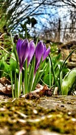 Close-up of crocus flowers