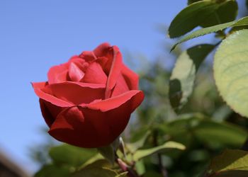 Close-up of rose plant