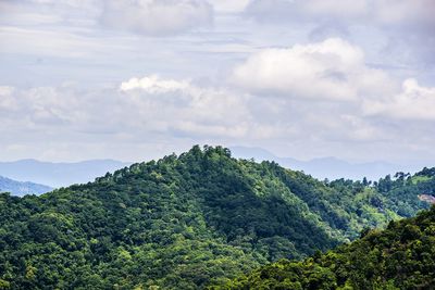 Scenic view of forest against sky