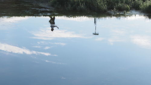 Bird in lake against sky