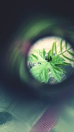 Close-up of green leaf on table