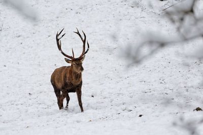 Reindeer on snow covered field