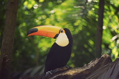 Close-up of bird perching on a tree