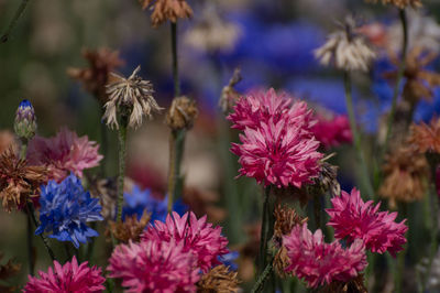 Close-up of flowers blooming outdoors