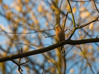 Low angle view of bird perching on tree