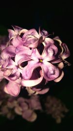 Close-up of pink flower