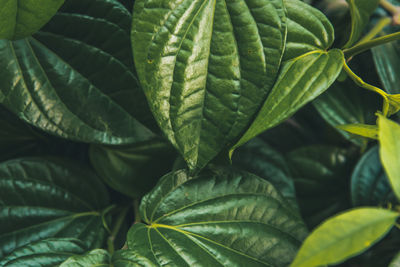 Full frame shot of fresh green leaves