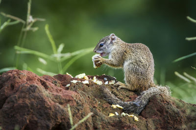 Squirrel on rock