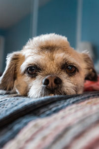 Close-up portrait of dog relaxing on floor