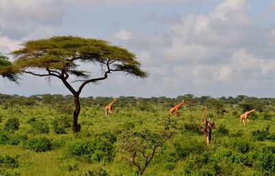 Giraffe walking in wild 