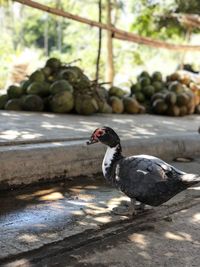 Close-up of bird perching outdoors