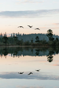 Birds flying over lake