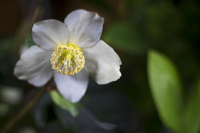 Close-up of white flower