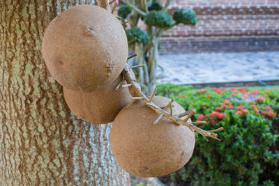 Close-up of apple on potted plant