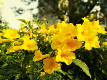 Yellow flowers blooming in field