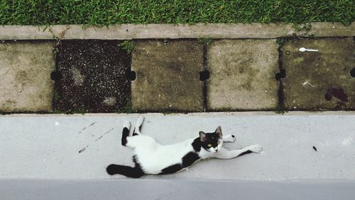 Cat lying on wall