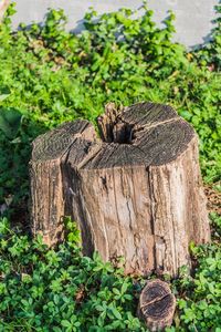 Close-up of tree stump in forest