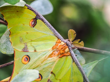 Close-up of insect on plant during autumn