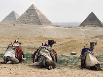 Panoramic view of camels in the pyramids of giza