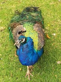 Peacock on grass