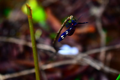 Close-up of butterfly flying