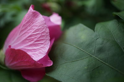 Close-up of pink flower