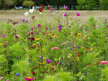 Close-up of flowering plants on field