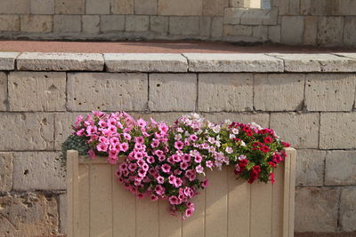 Close-up of pink flowering plant against wall