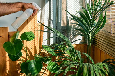 Hand of man spraying kentia and monstera houseplants. moisturize leaves of tropical plants. 