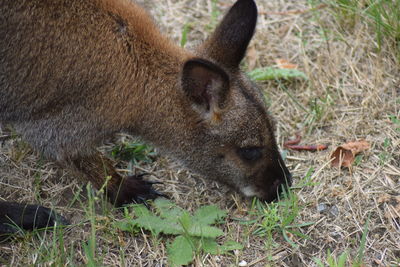 High angle view of squirrel on grass