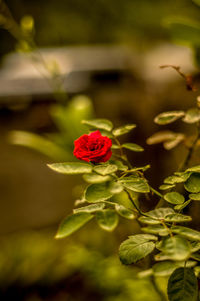 Close-up of red flower blooming outdoors