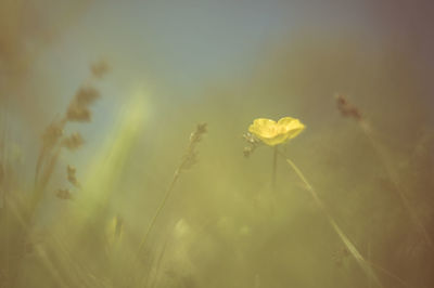 Close-up of yellow buttercup blooming outdoors