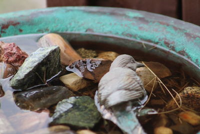 Close-up of shells on wood