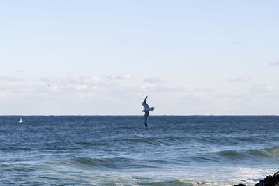 Flying seagull over sea against sky