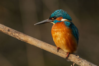 Close-up of kingfisher perching on branch