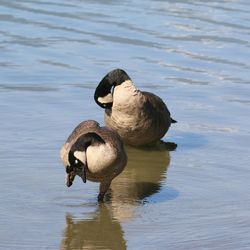 High angle view of canada geese preening in lake