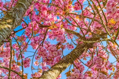 Low angle view of cherry blossom tree