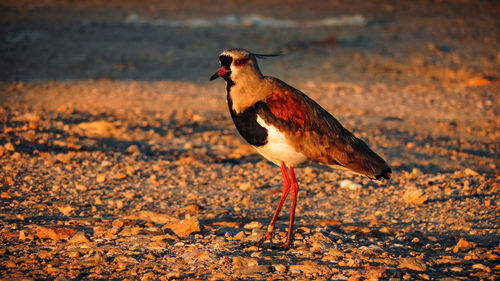 Side view of a bird