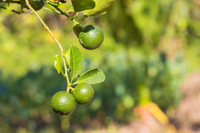 Close-up of berries growing on tree