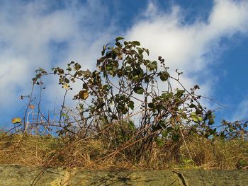 Low angle view of plant against sky