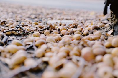 Close-up of shells on beach